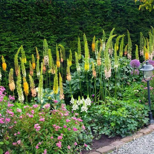 Unique colourful Perennials You Can Grow This Summer