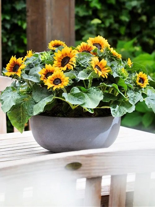sunflower arrangements 2