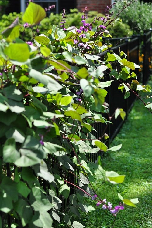 Fast-growing Flowering Vines in fence 