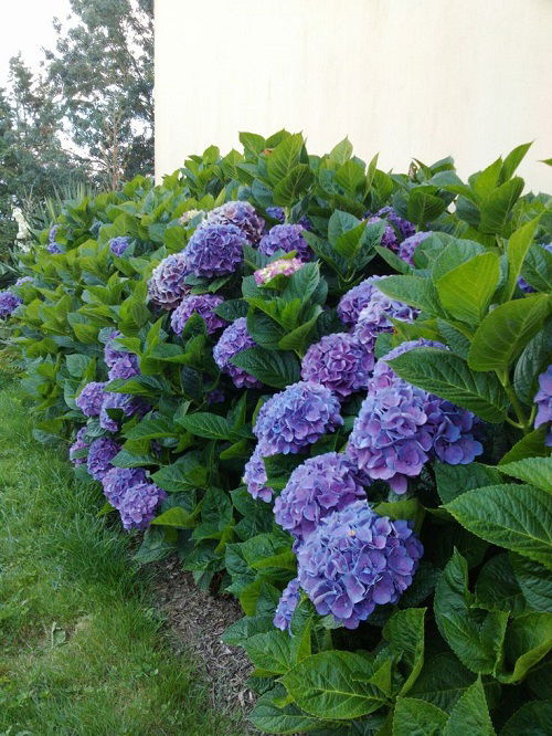 Amazing Shrubs That Like Wet Soil