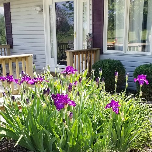 beautiful iris in deck garden ideas