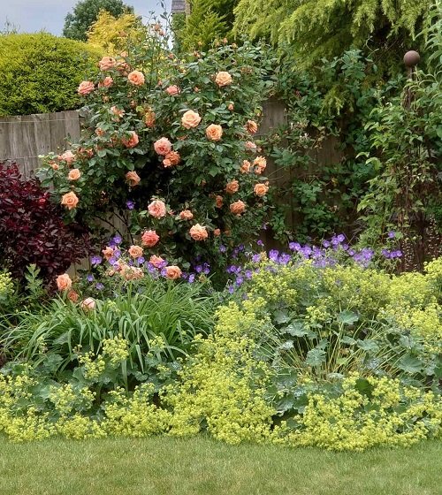 lady's mantel Companion Plants for Roses to Keep Pests Away