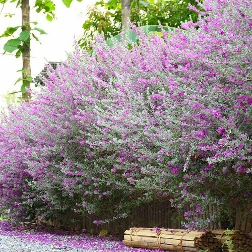 Fast Growing Shrubs For Privacy in Texas