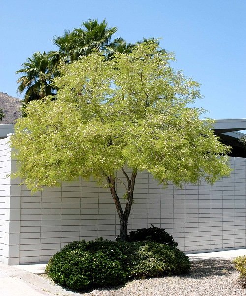feather bush tree that look like fern 