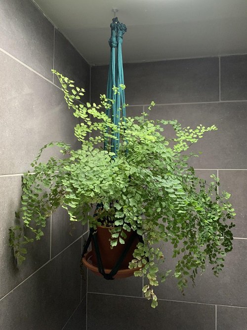 trending Plants For Hanging From the Ceiling 3