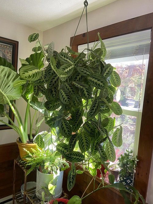 Amazing Plants For Hanging From the Ceiling 4