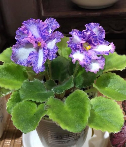 Blooms in Two Colors on African Violet Varieties