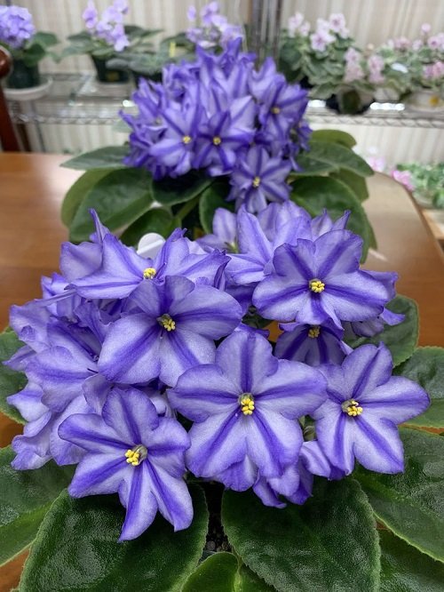 Blooms in Two Colors on African Violet Varieties 2