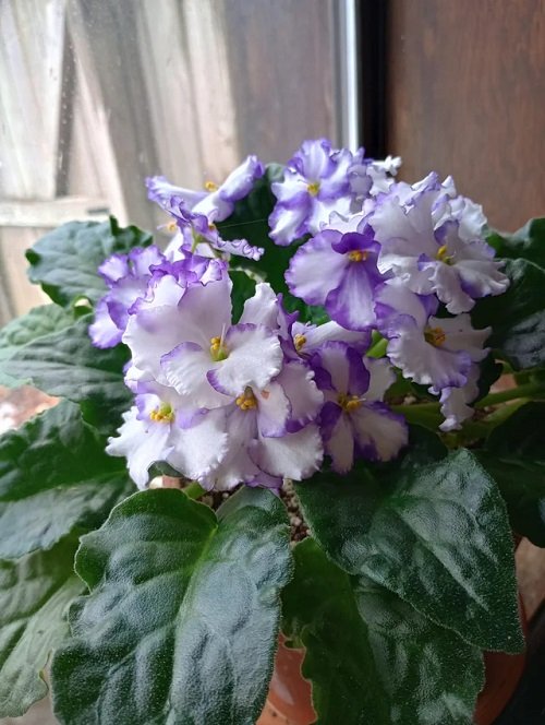 Varieties of African Violet With Dual-Color Flowers 2