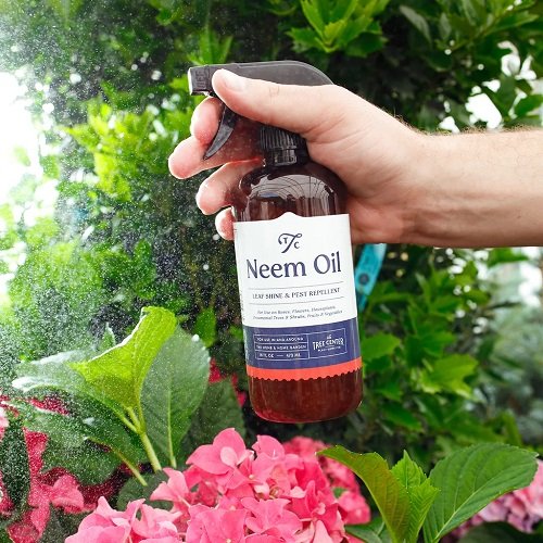 Neem Oil for Fruit Trees 2