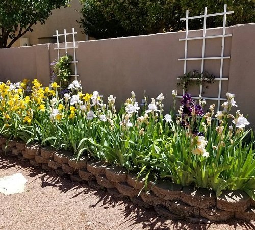 beautiful iris near fencing in garden ideas