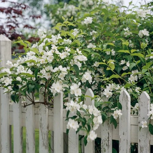 5-6 Foot Evergreen Shrubs For Privacy 45