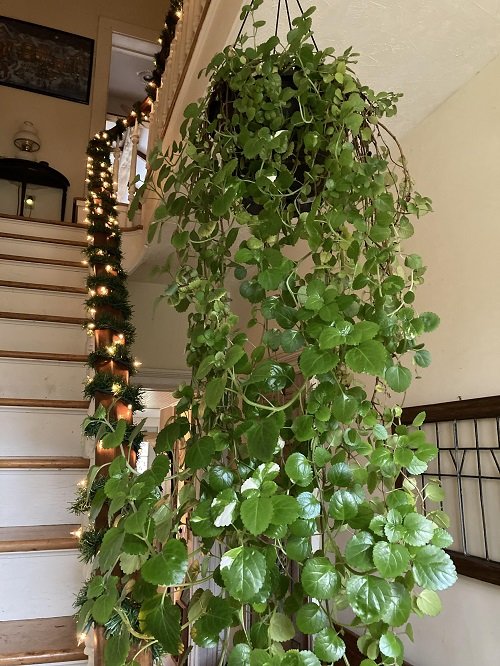 Amazing Plants For Hanging From the Ceiling 2