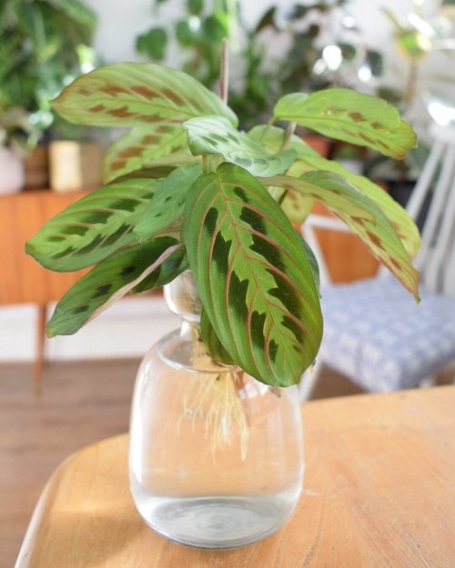 propogate prayer plant Within a Month