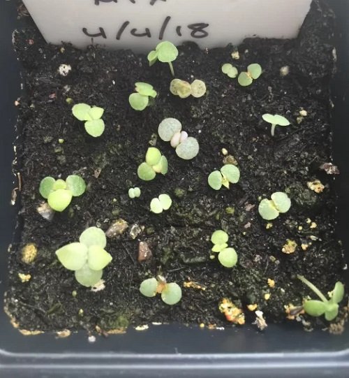seeds Propagation of Hens and Chicks