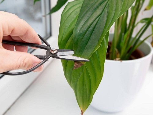 pruning peace lily plant 