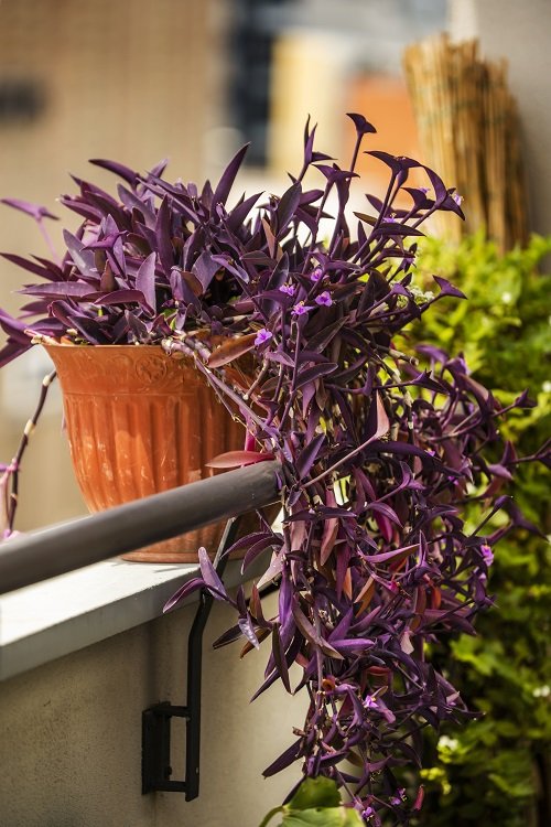 7 Best Purple Heart Plant Care Tips | Balcony Garden Web