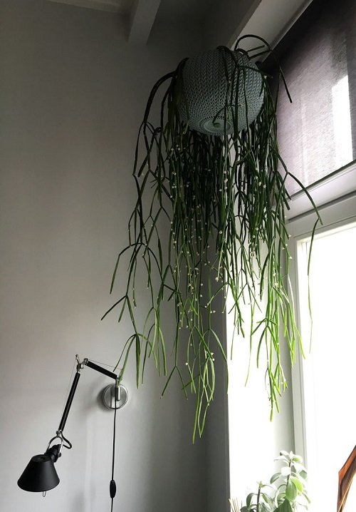 Indoor Plants to Suspended From the Ceiling 2