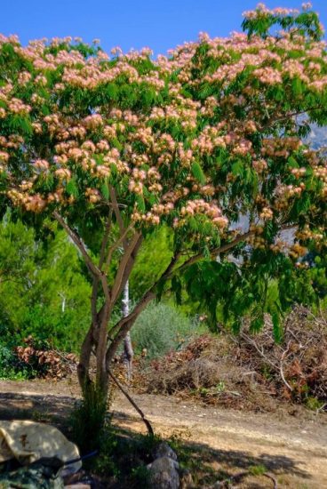 17 Trees that Look Like a Fern | Balcony Garden Web