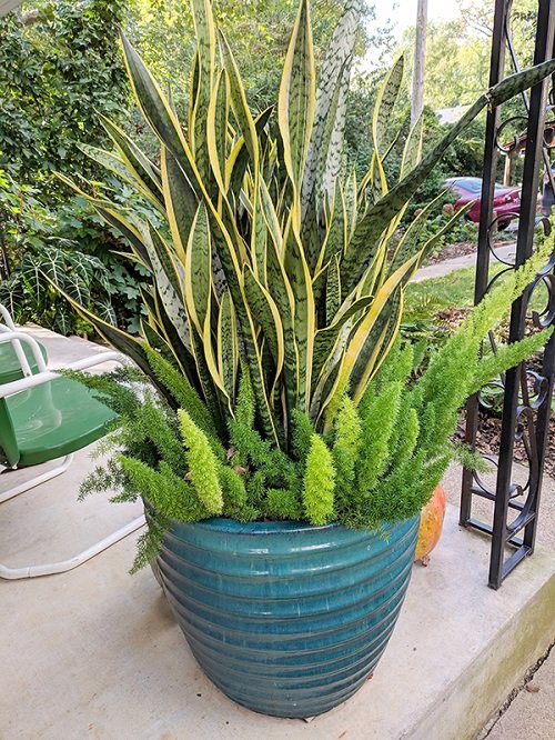 amazing Snake Plant Container Combination