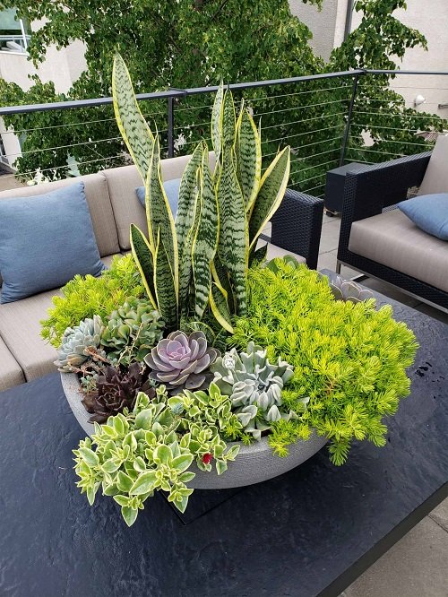 Amazing Snake Plant Container Combination