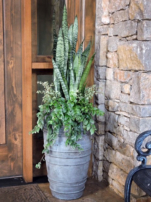 Fantastic Snake Plant Container Combination