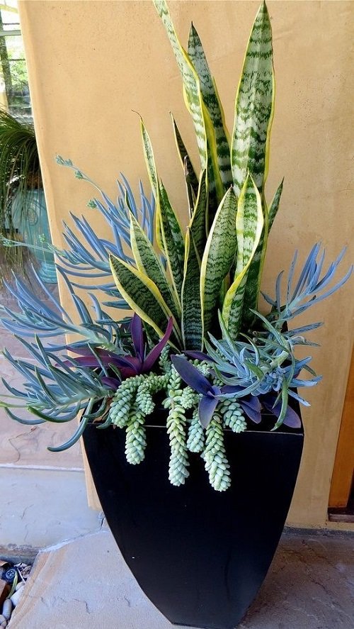 Snake Plant Container Combination in pot