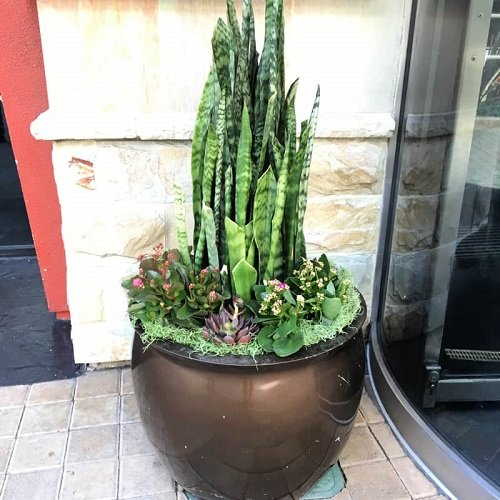 Snake Plant Container Combination ideas