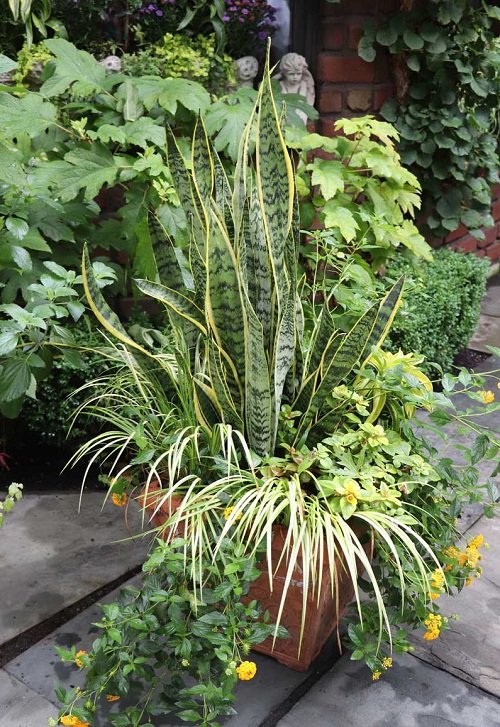 Snake Plant Container Combination ideas in garden 