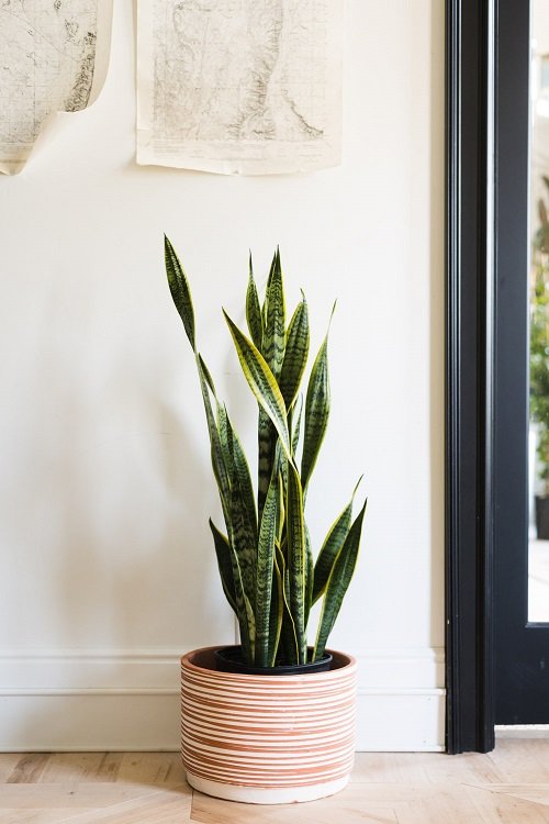 Home Should Have a Snake Plant 4