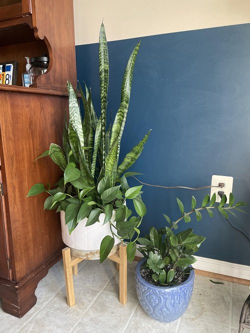 Snake Plant Container Combination Ideas