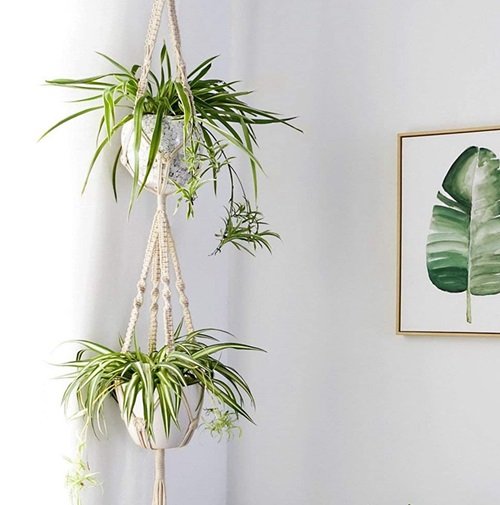 methods for vertical growth of spider plant 3