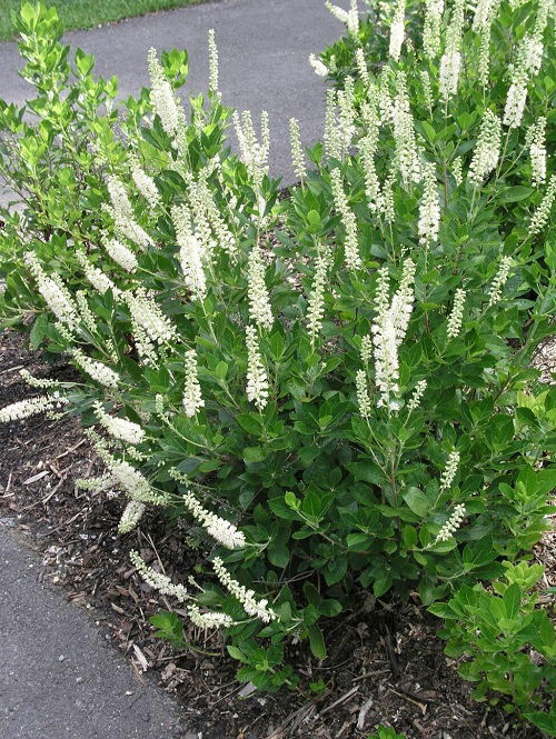 Amazing Shrubs That Like Wet Soil 2