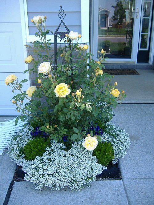 Companion Plants for Roses to Keep Pests Away near door