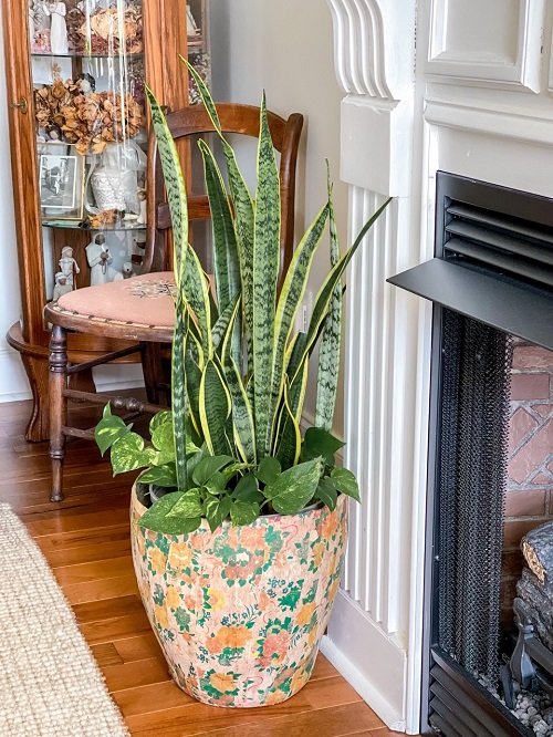 Snake Plant Container Combination indoor