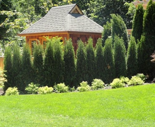 5-6 Foot Evergreen Shrubs For Privacy 3