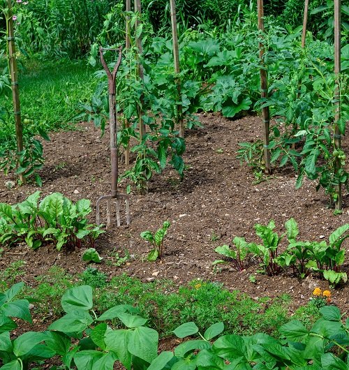 best vegetable pairs for container garden 5