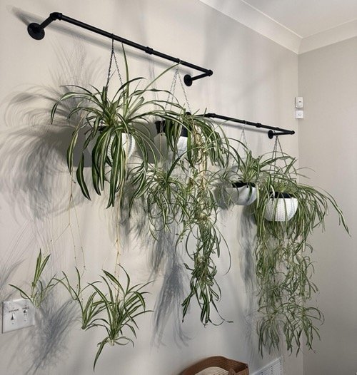 Use Metal Rods to Hang Spider Plants