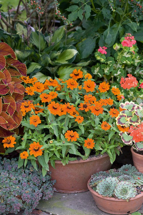 Zinnias Bushier and Flowerful