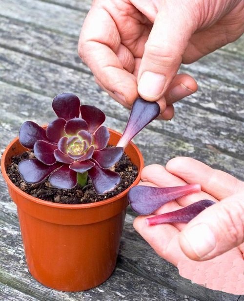 Succulents That Grow From Leaves b