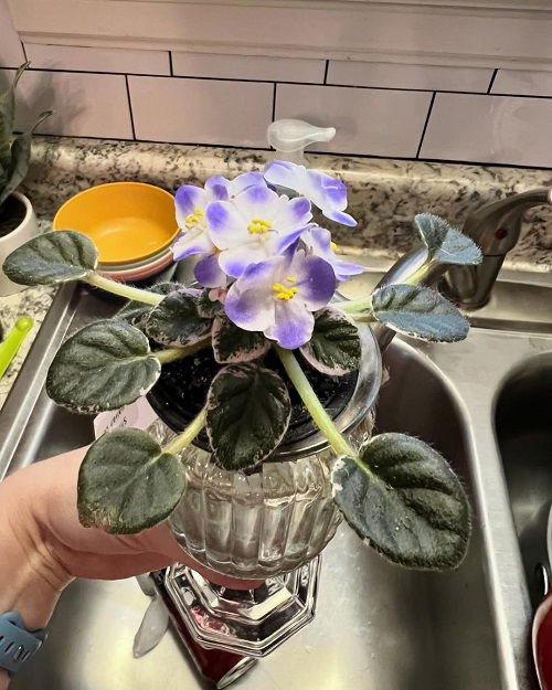 african violet in jar