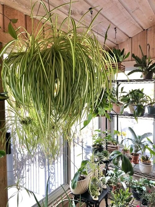 Amazing spider plant Hanging From the Ceiling