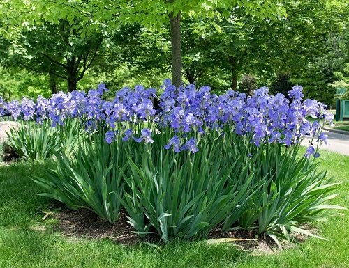best iris flower arrangements 1