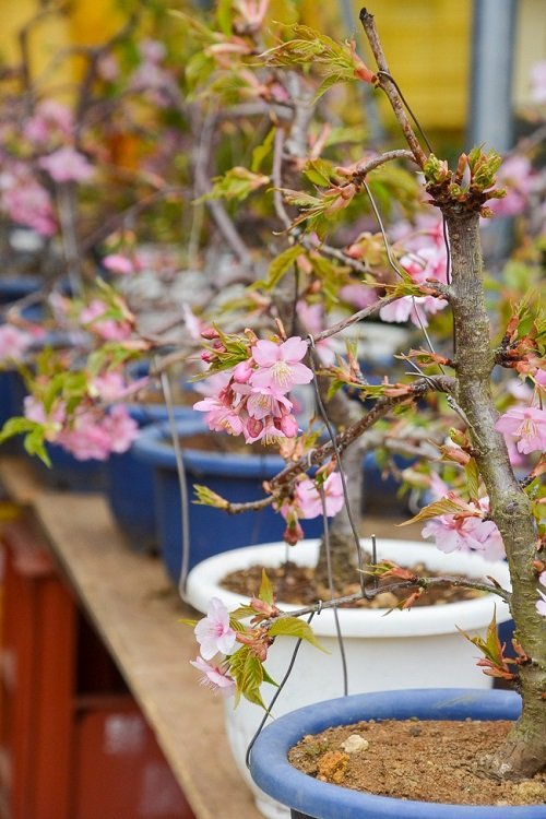 Cherry Blossoms in a Pot