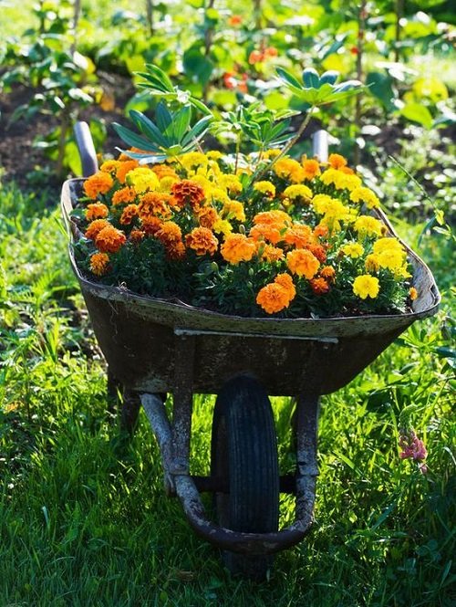 marigolds in container 3