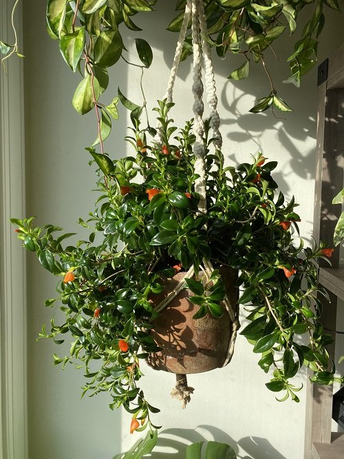 Amazing Plants For Hanging From the Ceiling