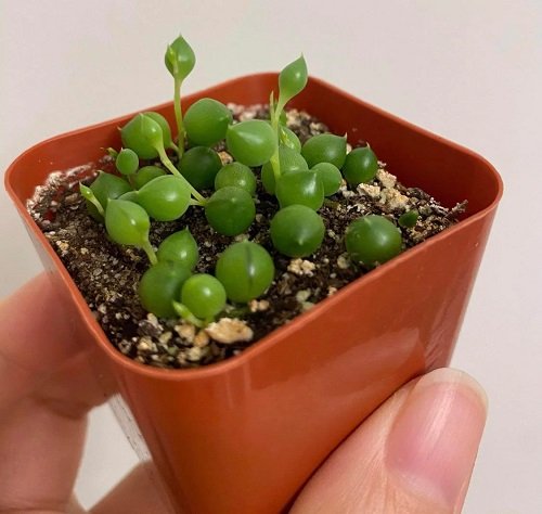 best succulents that grow from leaves 7