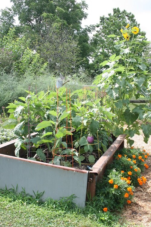 eggplants and sunflower companion plants