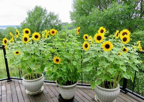 sunflower arrangements 4