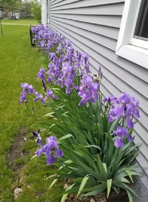 best iris flower arrangements 4